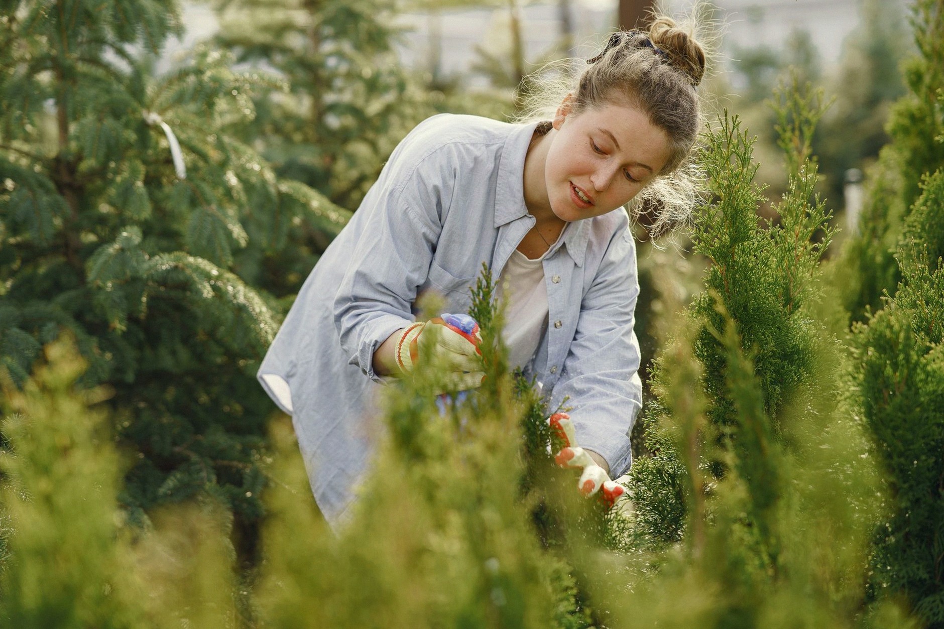 A smiling woman tends to evergreen plants in an outdoor garden nursery on a sunny day.